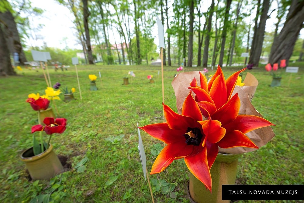 Trīs dienas Talsu novada muzejā būs skatāma tulpju izstāde