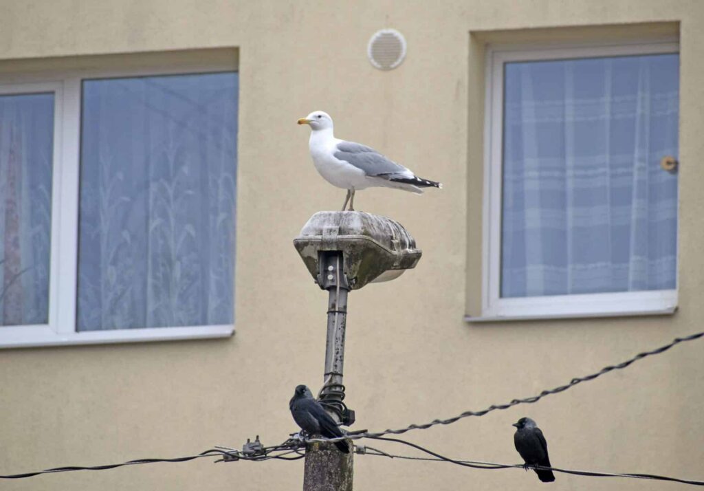 Ko talseniekiem darīt ar  trokšnojošajām kaijām?