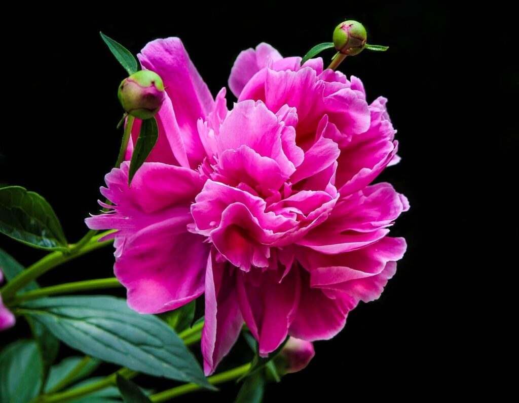 Kā audzēt peonijas dārzā?