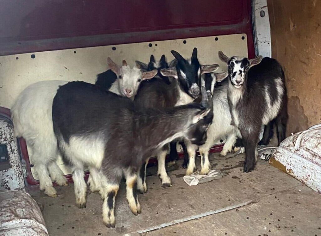 Laidzes pagastā nozagtas sešas kaziņas