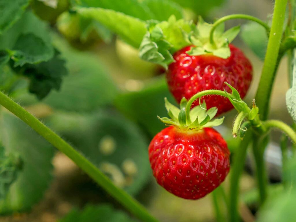 Karstums sācis zemeņu sezonu agrāk, un tā solās būt īsāka