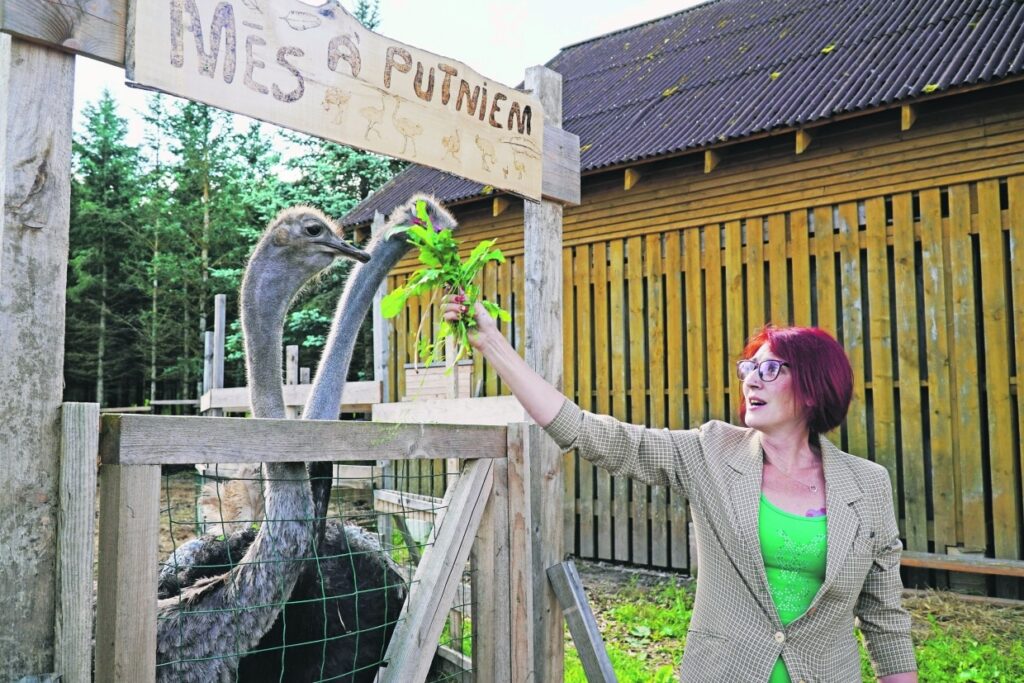 Laucienes strausi Latvijas videi pielāgojušies