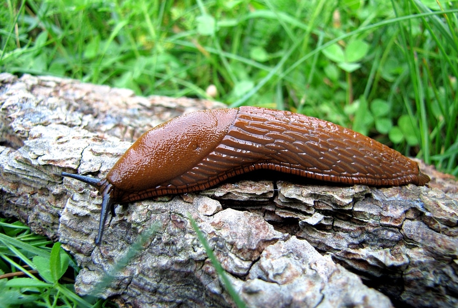 kailgliemezis