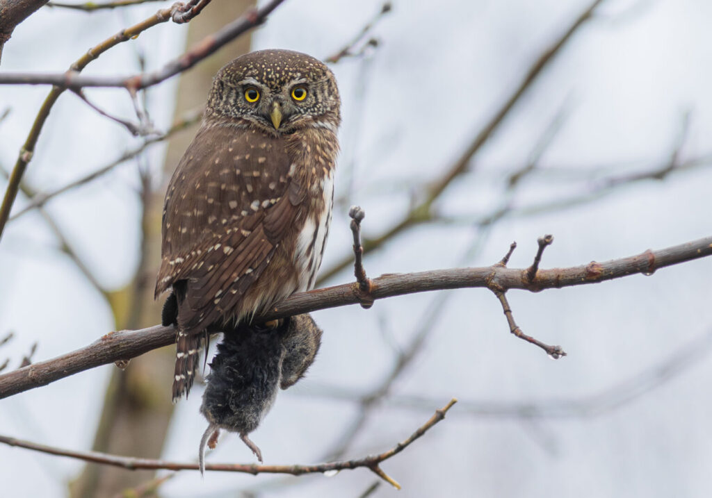 Pievēršot uzmanību vecu mežu nozīmei, Latvijas Ornitoloģijas biedrība (LOB) par 2026. gada putnu izvēlējusies apodziņu (Glaucidium passerinum) — mazāko no Latvijas pūcēm.