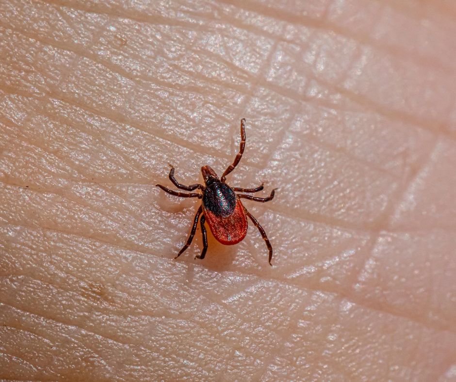Arī šogad Talsu novads ir ērču encefalīta riska zonā